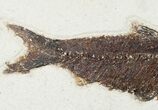 Huge Knightia Fossil Fish - inch Layer #12144-2
